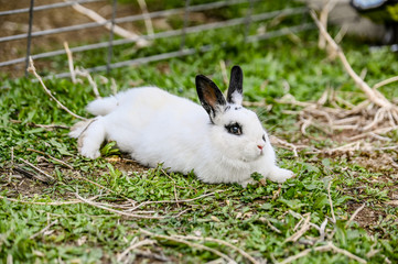 Spring Farm Rabbit