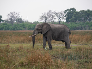 Elephant in Botswana