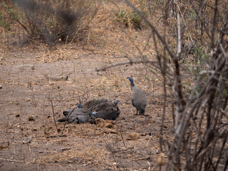 Guineafowl in Botswana