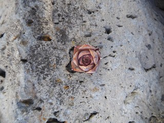 Sukkulenten, Sukkulente, succulent