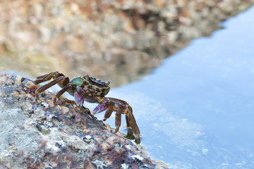 Sea crab on stone close up.Big crab on the background of water.Front view.Crab as a symbol of the water element, marine style.
