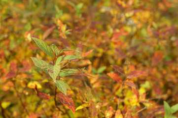 Background of yellow and orange autumn leaves