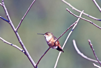 Hummingbird perched on a branch.