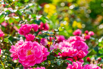 Bush red roses after rain