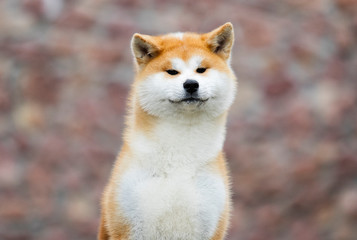 Japanese Akita Inu dog for a walk