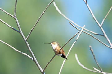 Humming bird perched on a branch.  