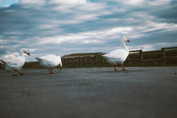 Gansos cruzando la carretera