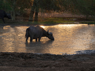 Buffalo drinking