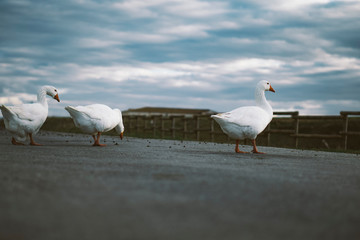 Gansos cruzando la carretera