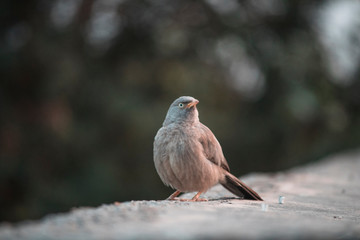 Bird sitting on the roof
