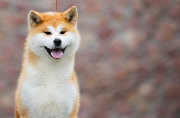 Japanese Akita Inu dog for a walk