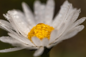 closeup of white flower