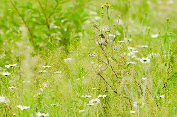 A small field bird sits on grass stems in summer.