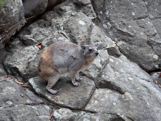 Rock Hyrax in Zimbabwe