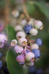 Obraz premium Blueberries ripening