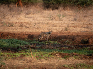 Lone coyote