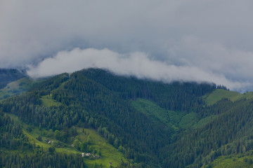 forested rolling hill on a cloudy day. lovely nature scenery of mountainous countryside.
