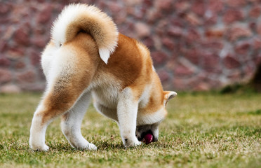 active japanese akita inu dog runs for a walk