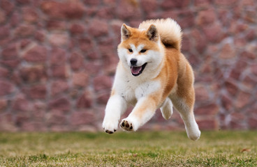 active japanese akita inu dog runs for a walk - obrazy, fototapety, plakaty