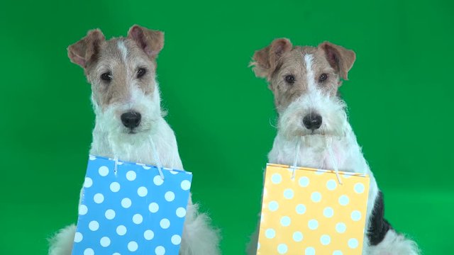 Two fox terriers with festive bags in the teeth. Green screen