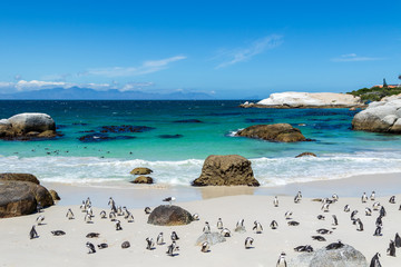 Fototapeta Strand mit Pinguinen, tropisch  türkieses Wasser obraz
