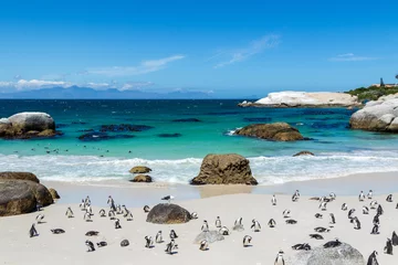 Strand mit Pinguinen, tropisch  türkieses Wasser © tronixAS