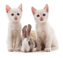 Fototapeta na wymiar Kittens and rabbit.
