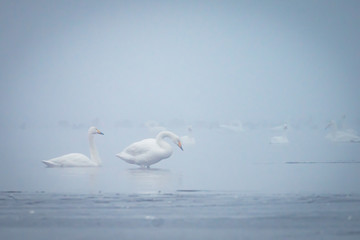 Der Schwan