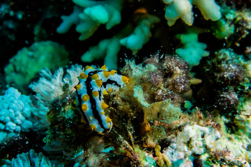 Sea slug in the Red Sea Colorful and beautiful, Eilat Israel