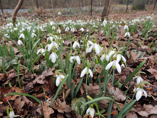 Galantus, or snowdrop in spring park