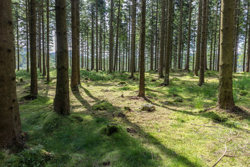 Rogaland Forest