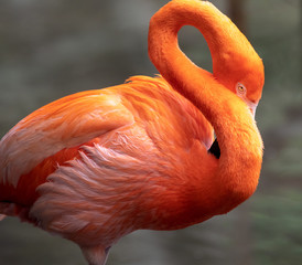 Pink flamingo preening