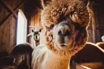 Cute alpaca baby in the barn close up looking at the camera