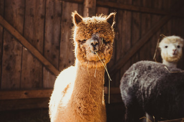Cute alpaca in the barn eating - obrazy, fototapety, plakaty