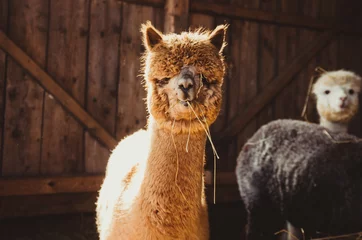 Fotobehang Schattige alpaca in de schuur aan het eten © linaskk