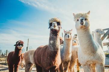 Group of cute alpacas in outside looking © linaskk