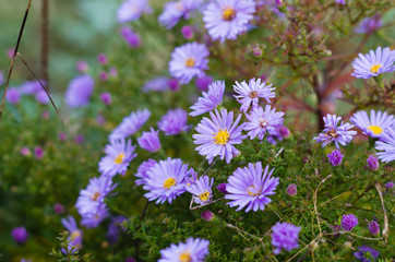 Blue daisies with dew drops