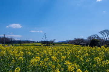 長崎鼻の菜の花