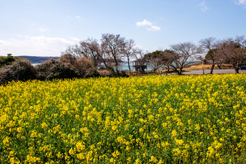 長崎鼻の菜の花