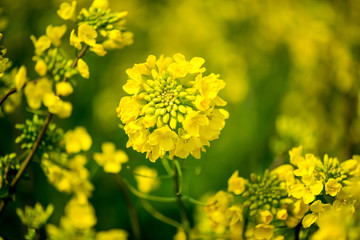 長崎鼻の菜の花