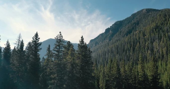 Aerial 4k footage flying through trees for a dramatic reveal into the forest of the Gallatin Mountains in rural Montana.
