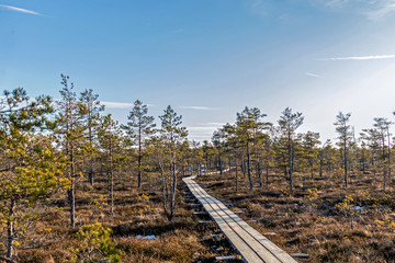 Fototapeta na wymiar Nature of Latvia, Great Kemeri Swamp: Panoramic autumn landscape with wooden path over the swamp. Fall nature background