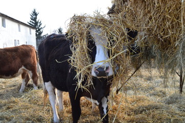 czapka z słomy © Dawid