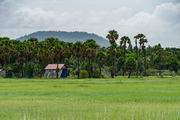Typical rural Cambodian scene with rice paddies and palm trees near a village