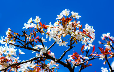魚見桜