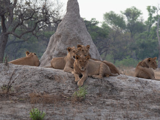 Lions