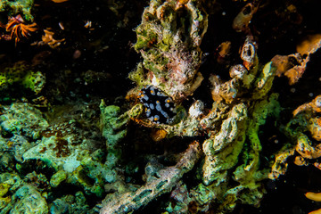 Sea slug in the Red Sea Colorful and beautiful, Eilat Israel