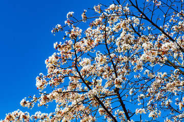 魚見桜