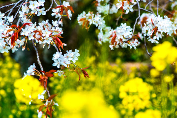 Fototapeta premium 魚見桜