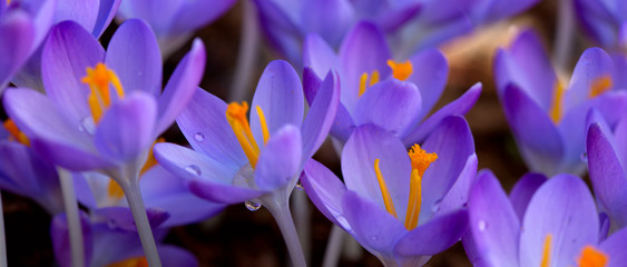 Spring background with close-up of a group of blooming purple crocus flowers .